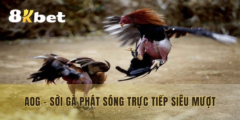 AOG - Sới gà phát sóng trực tiếp siêu mượt