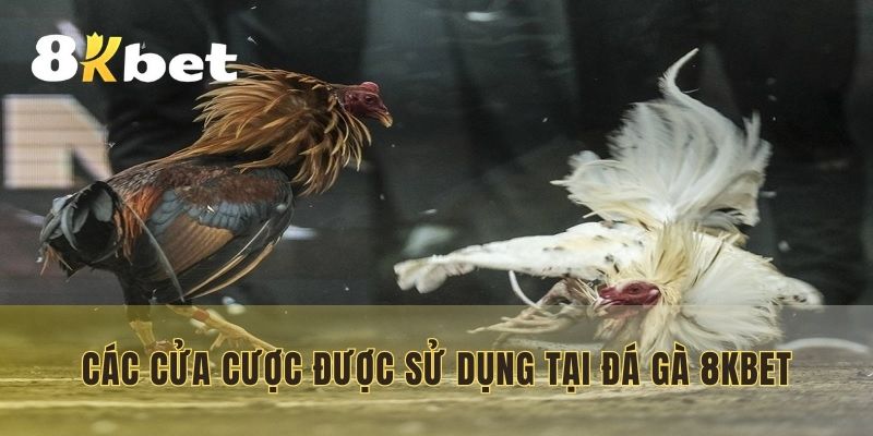 Các cửa cược được sử dụng tại đá gà 8KBET