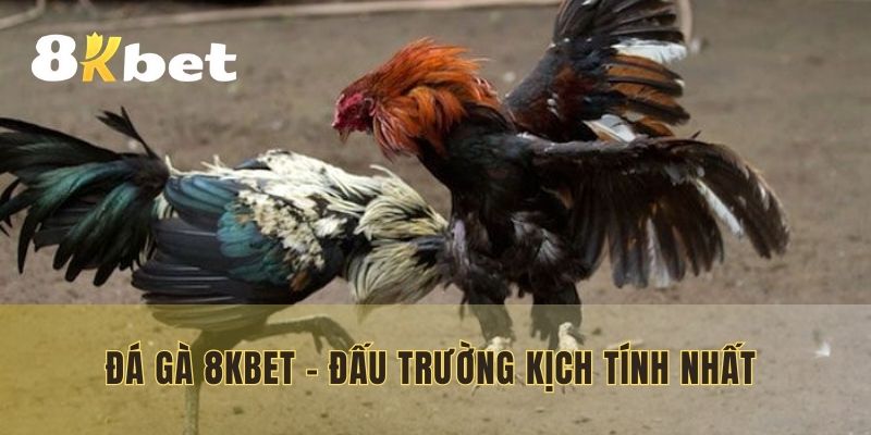 Đá gà 8KBET - Đấu trường kịch tính nhất 2025