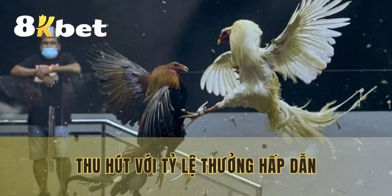 Đá gà 8KBET thu hút với tỷ lệ thưởng hấp dẫn