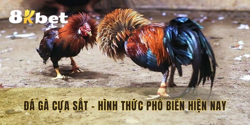 Đá gà cựa sắt - Hình thức đấu kê phổ biến hiện nay