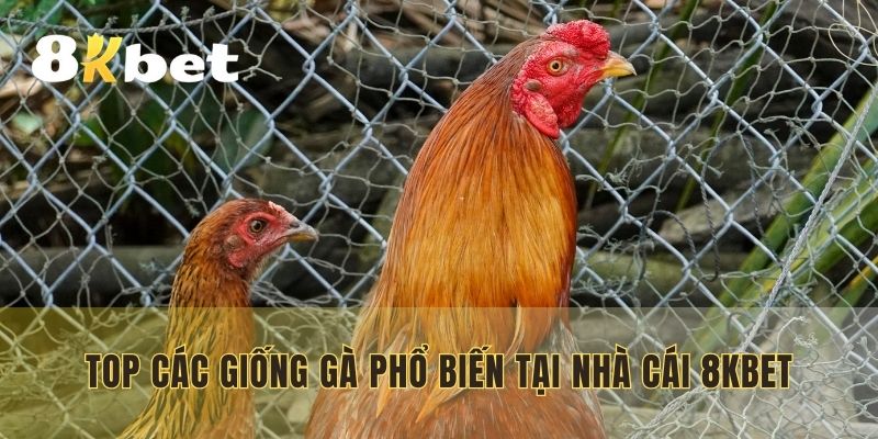 Top các giống gà phổ biến tại nhà cái 8KBET
