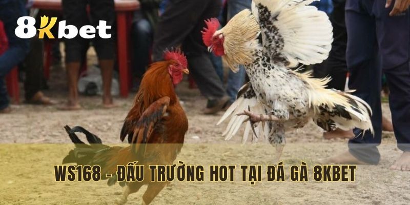 WS168 một trong những đấu trường hot tại đá gà 8KBET